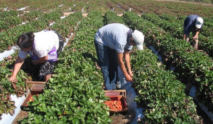 Para CAME, los planes sociales desincentivan la oferta laboral en las economías regionales