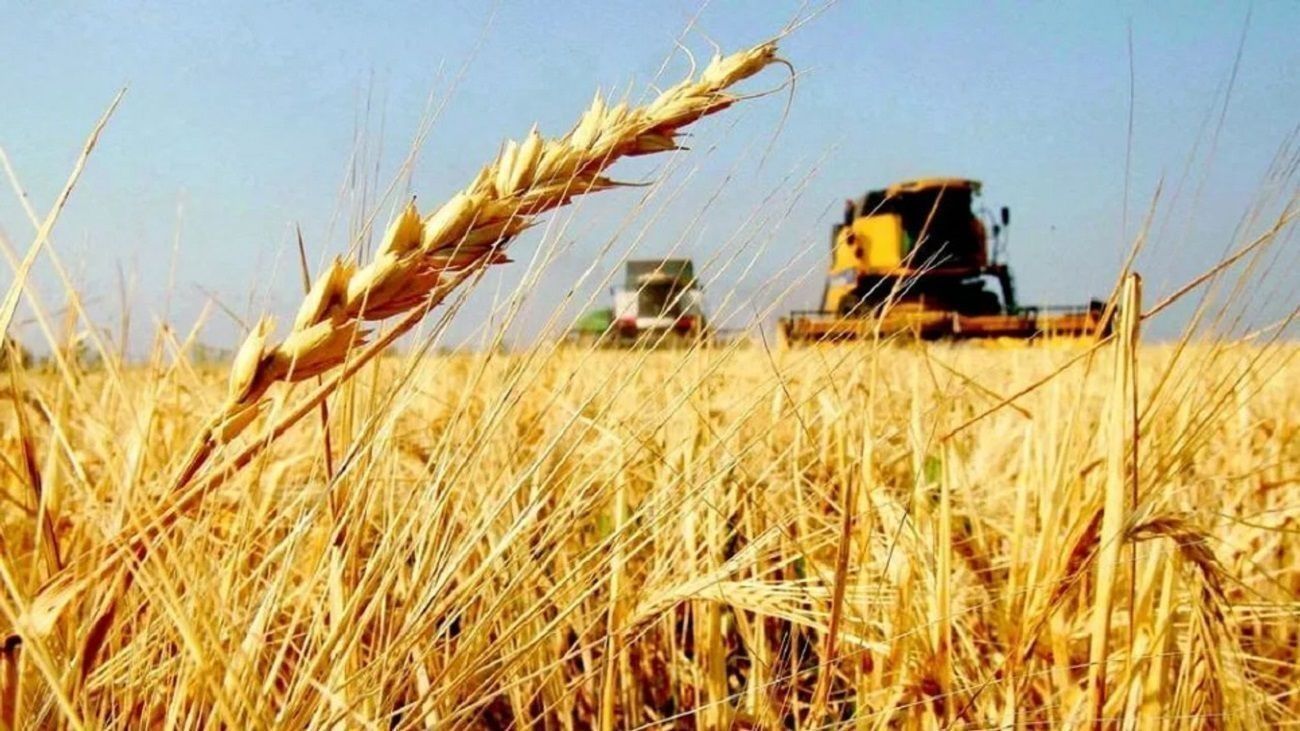 Campo: “En trigo se proyecta un 10% más de siembra en la región núcleo”