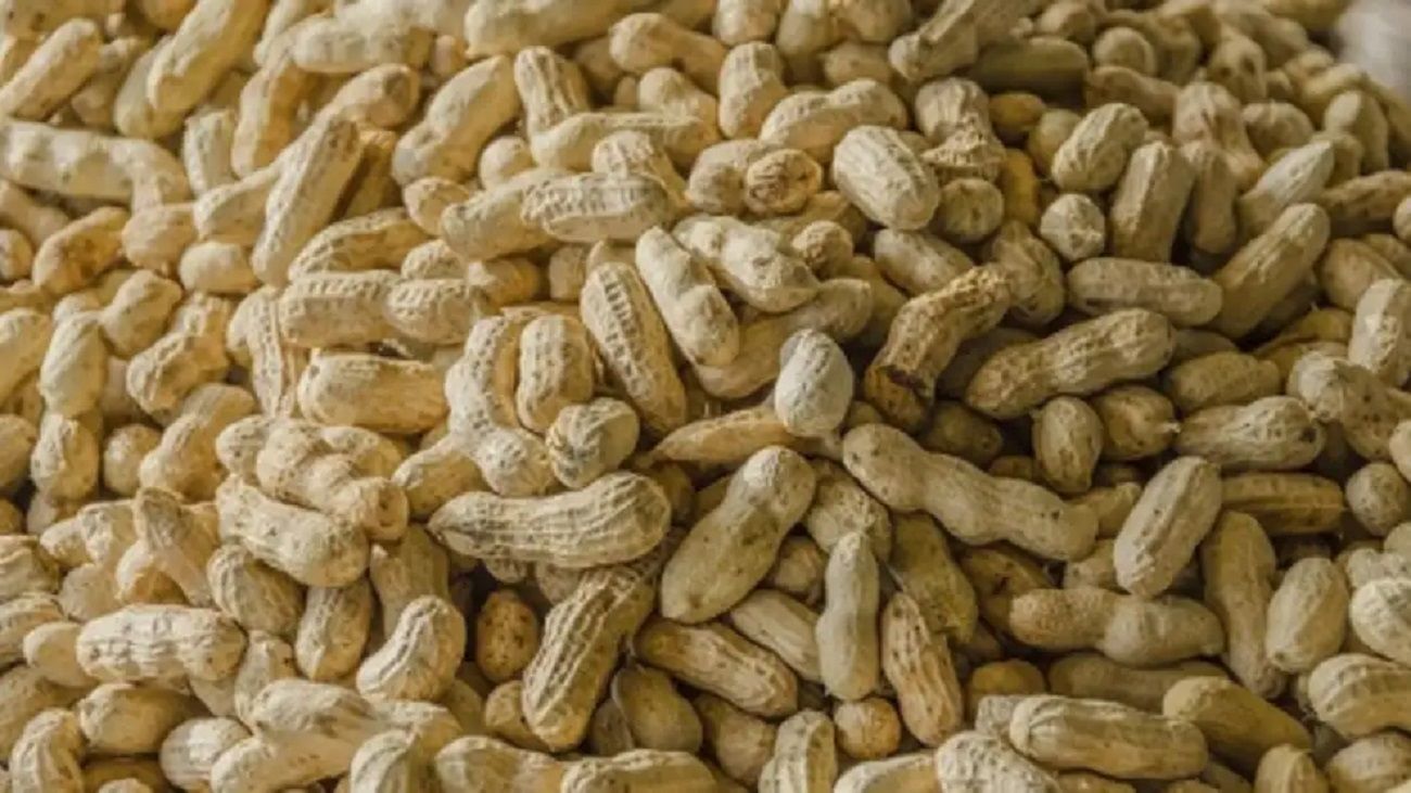 El maní argentino domina el mercado mundial: “Somos el mayor exportador de maní porque consumimos poco internamente”