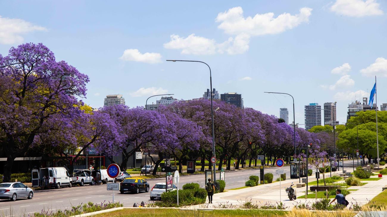 Más de 19 mil jacarandás florecidos tiñen de violeta la ciudad de Buenos Aires