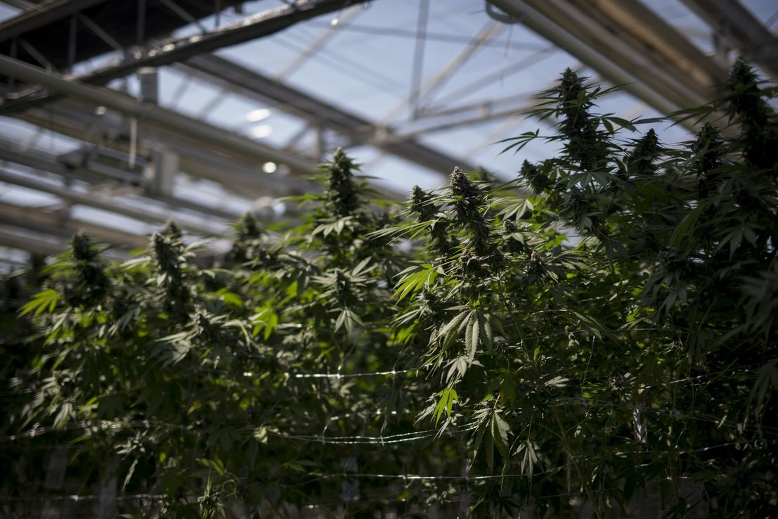 Canadá: crece la cautela entre los inversores del mercado de marihuana