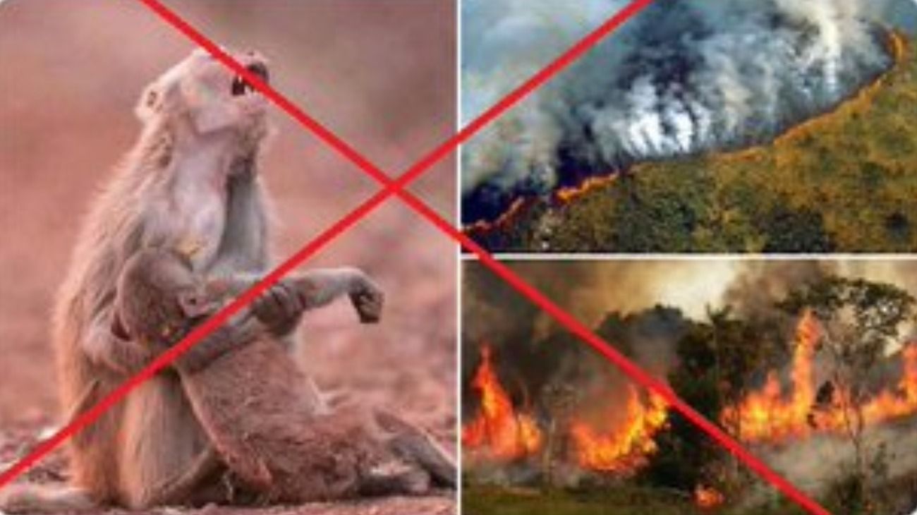 Alertan por la circulación de Fake News sobre los incendios en el Amazonas