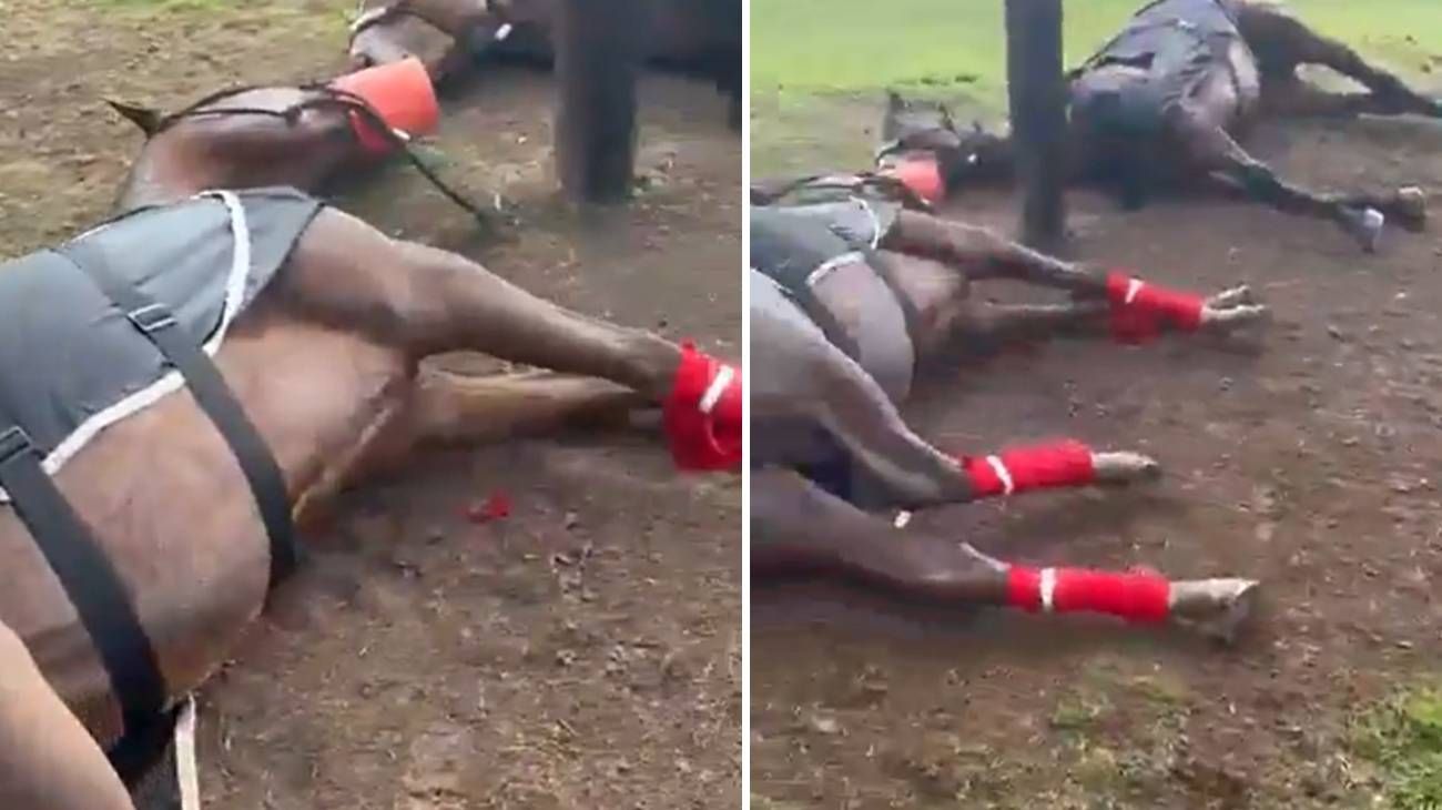 Un rayo mató a cuatro yeguas de polo en el Jockey Club de San Isidro