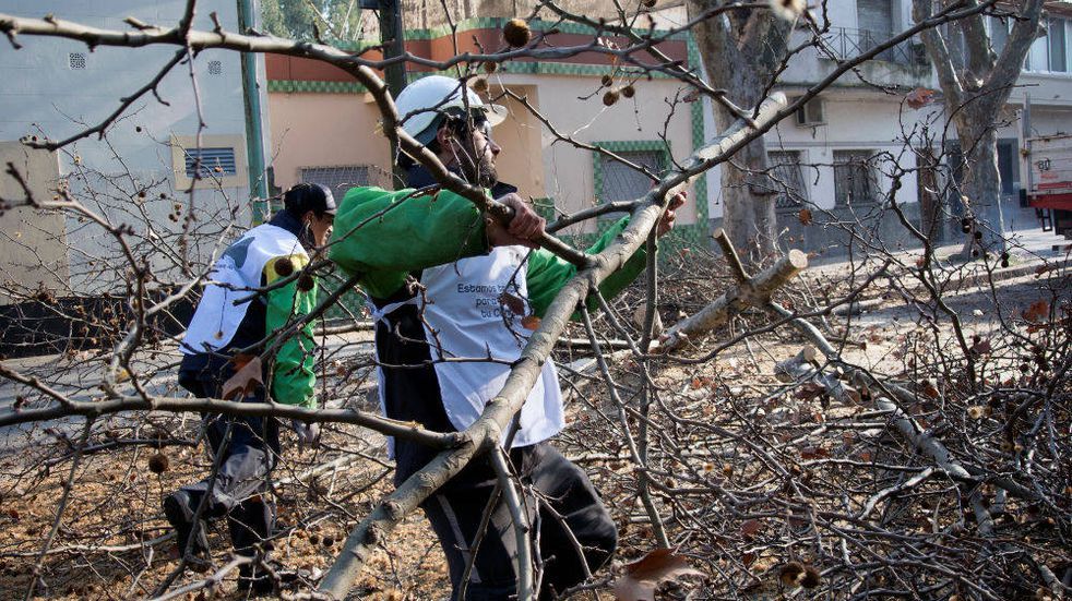 Prohíben al Gobierno de la Ciudad talar árboles