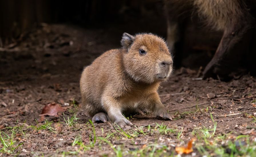 Furor por “Babybara”, el carpincho que nació en Escocia después de casi dos décadas