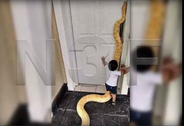 Familia de Tres de febrero vivía con una pitón de 3 metros