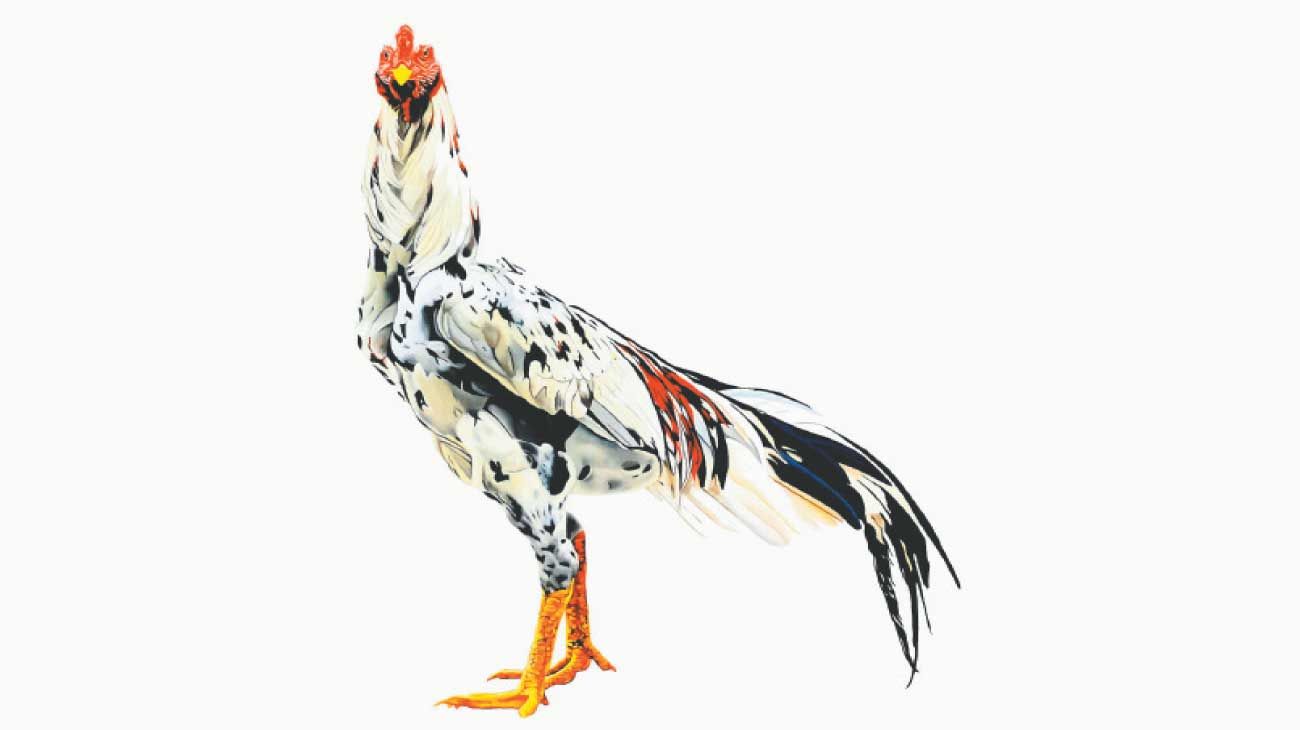 Cuando canta el gallo