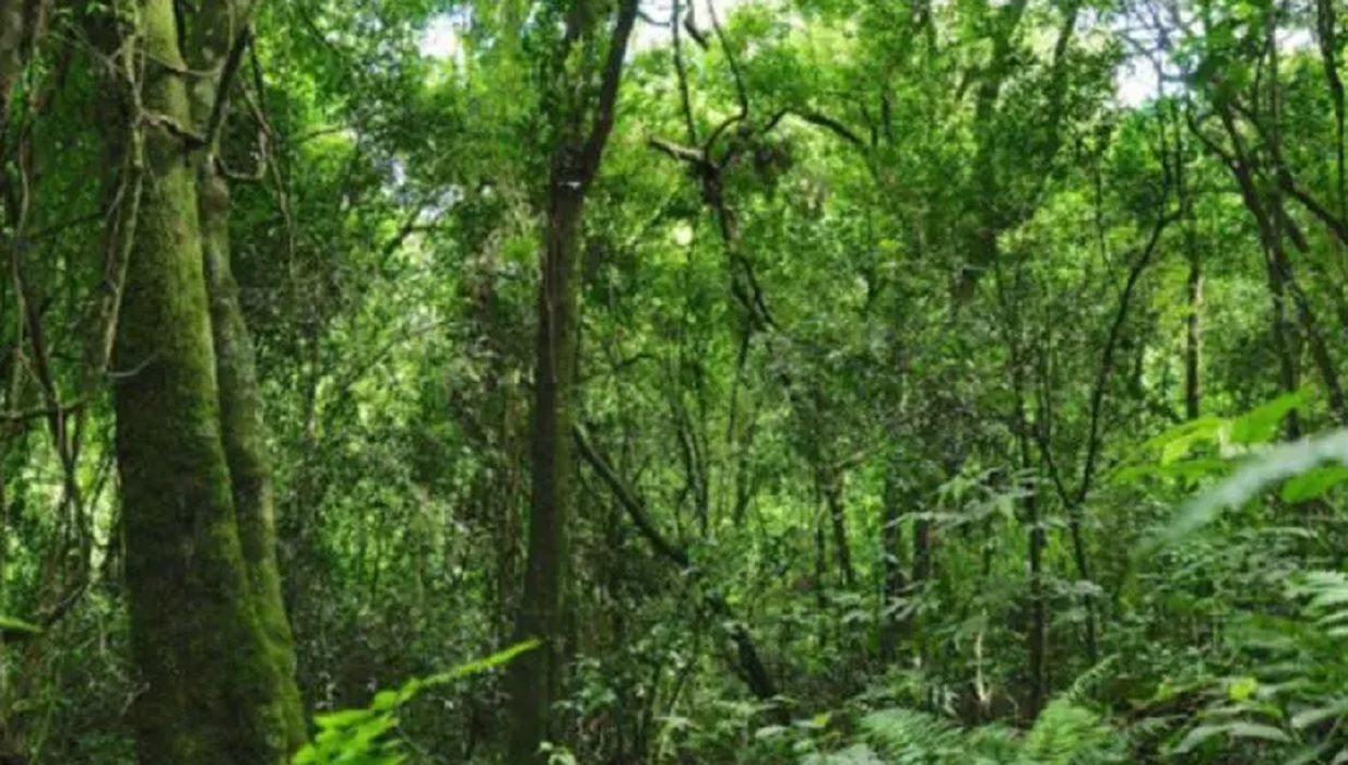 De bosque a hojarasca