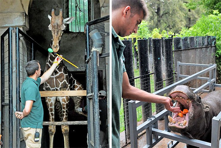 Cómo son las rutinas de trabajo de ‘animal trainers’ en el Ecoparque