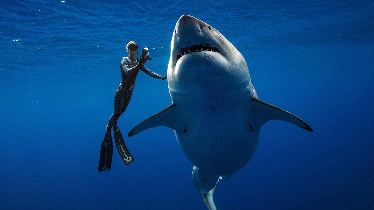 Así fue el buceo con el tiburón blanco más grande del mundo
