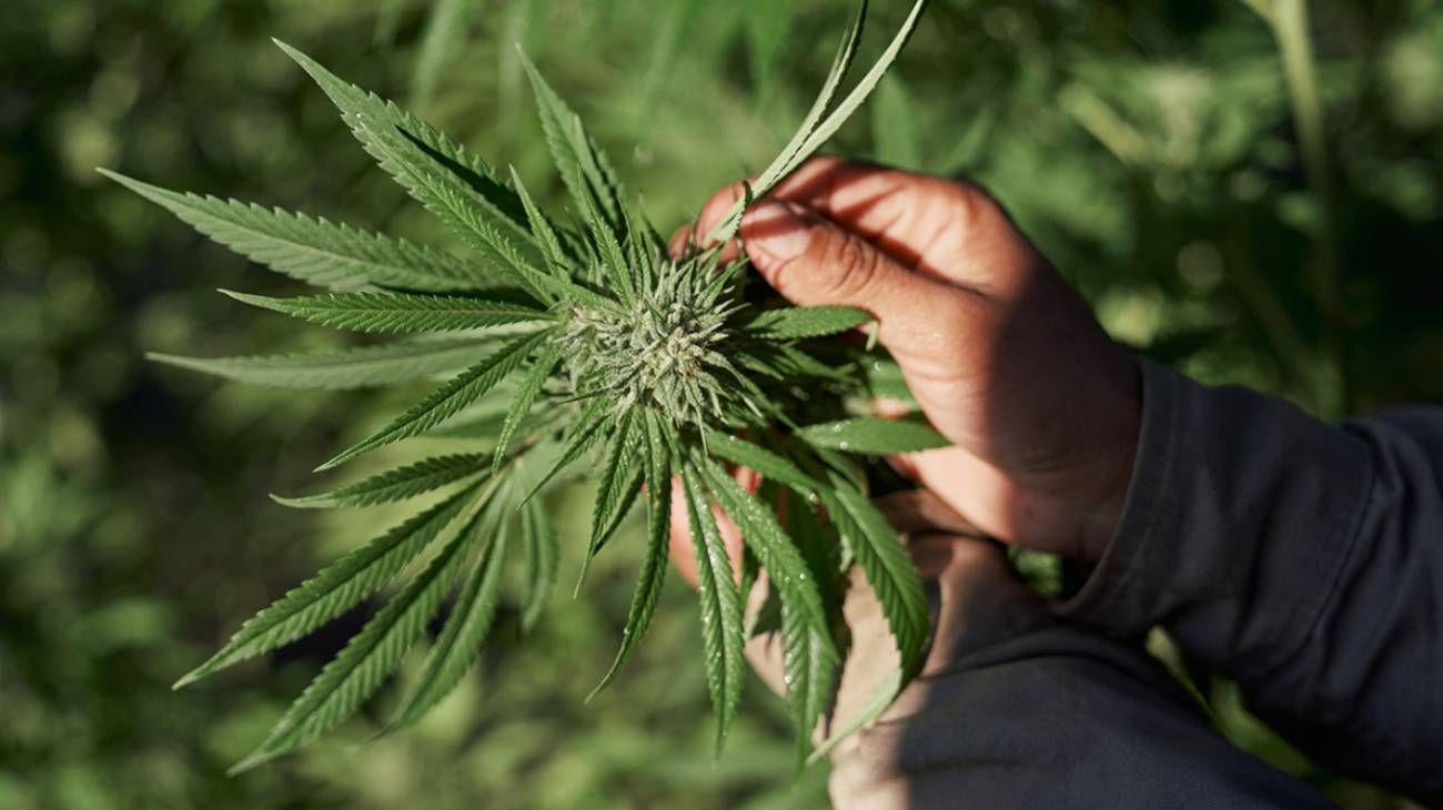 El cannabis no es la nueva soja