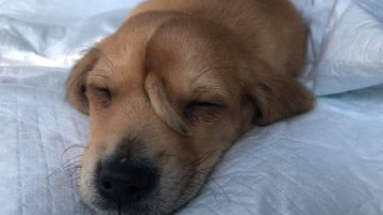 Un perro nació con una "cola" en su cara, lo abandonaron, y la historia de su rescate conmueve a todos