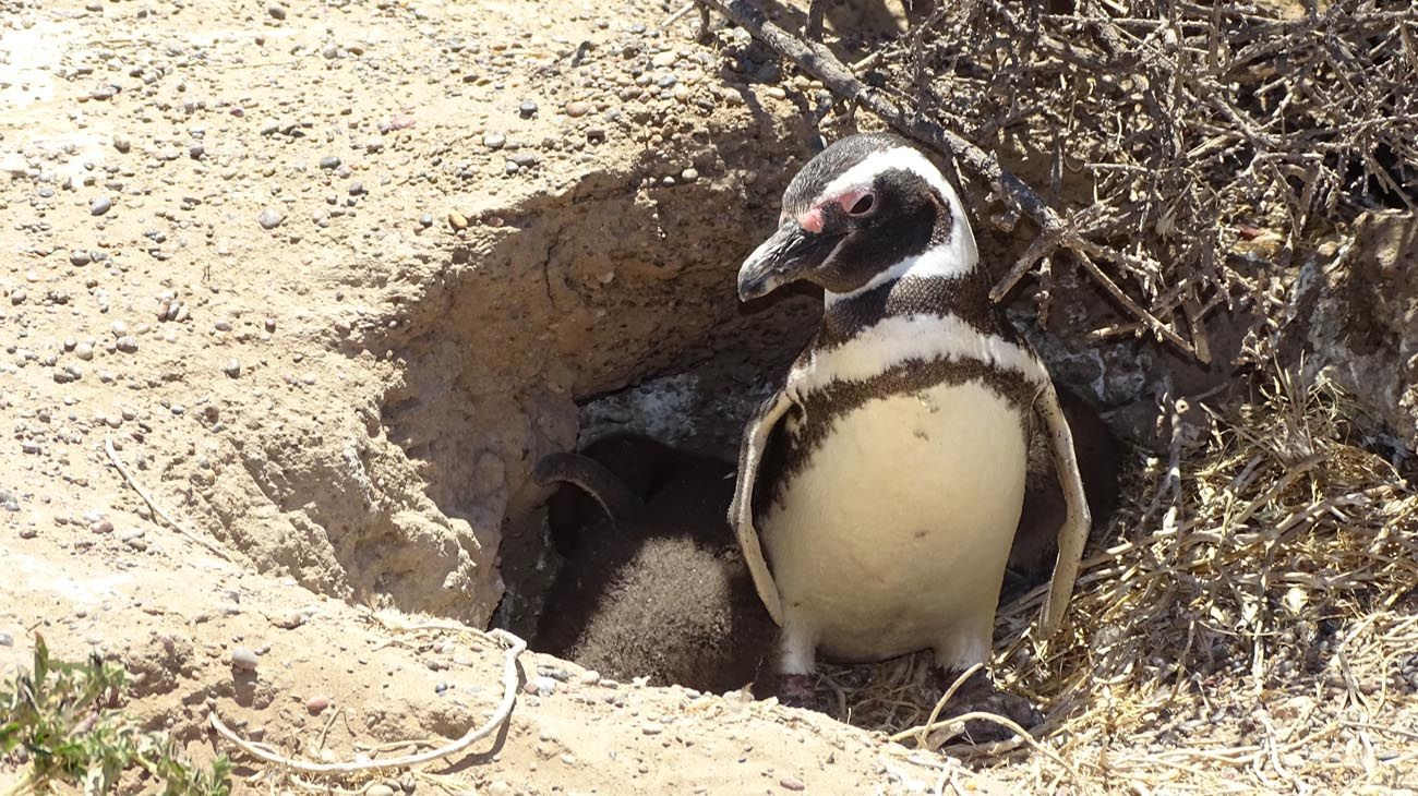 Punta Tombo: el ministro de Turismo de Chubut explicó cómo fue la matanza de más de 500 pingüinos