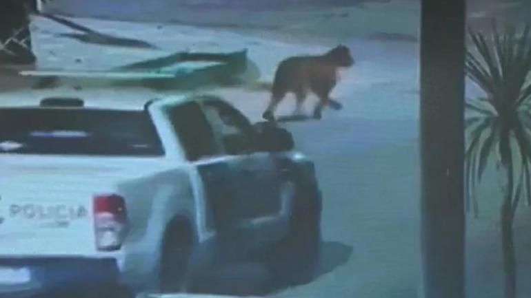 Video: pumas sueltos por las calles de Villa Gesell ponen en alerta a la población