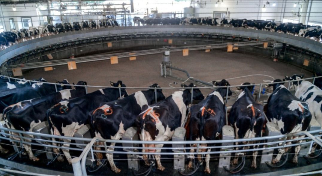 La producción nacional de leche creció 12%