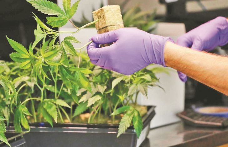 Cannabis medicinal: cómo es la industria que busca impulsar Alberto Fernández