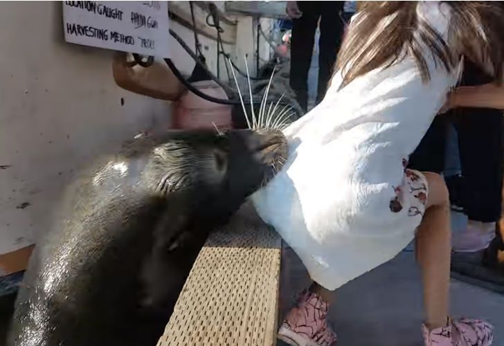 Un león marino arrastró una nena al agua mientras jugaba