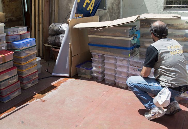 Vecinas peligrosas: había más de 200 serpientes en un departamento de Balvanera