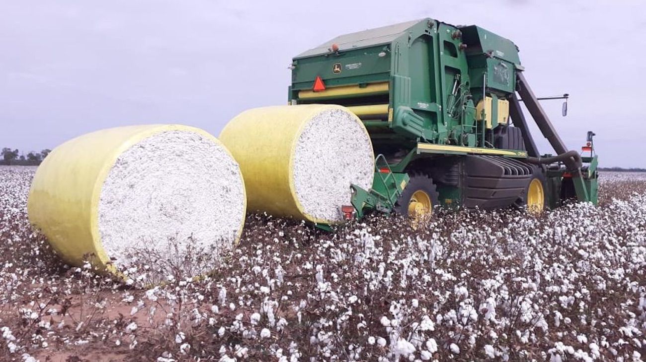 Algodón: se otorgaron las primeras certificaciones de producción sustentable en ARgentina