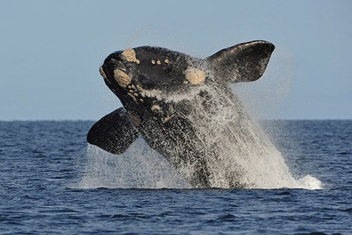 Se divisaron las primeras ballenas en Puerto Madryn