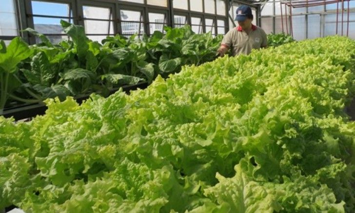 El reto de producir verduras en la Antártida