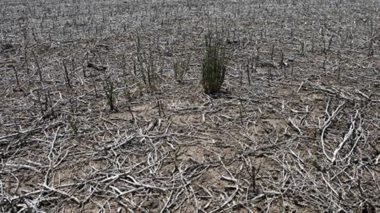 Expertos alertan por una posible pérdida de USD 4.000 millones que vengan desde el agro