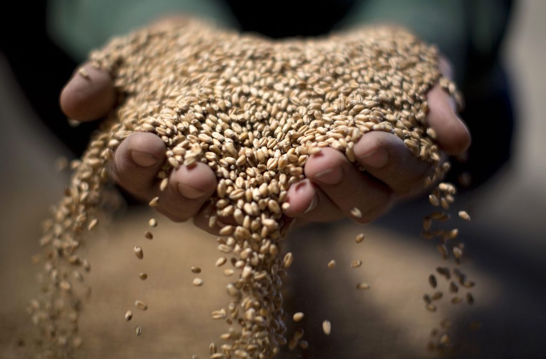 Los transgénicos serán necesarios para alimentar a 10.000 millones de personas