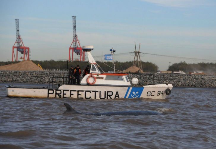 Murió la ballena varada en Dock Sud