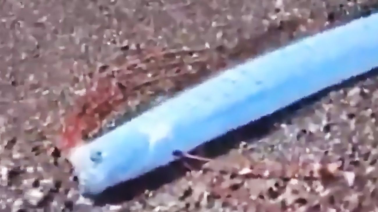 Apareció un pez remo en México: ¿presagio de un desastre natural?