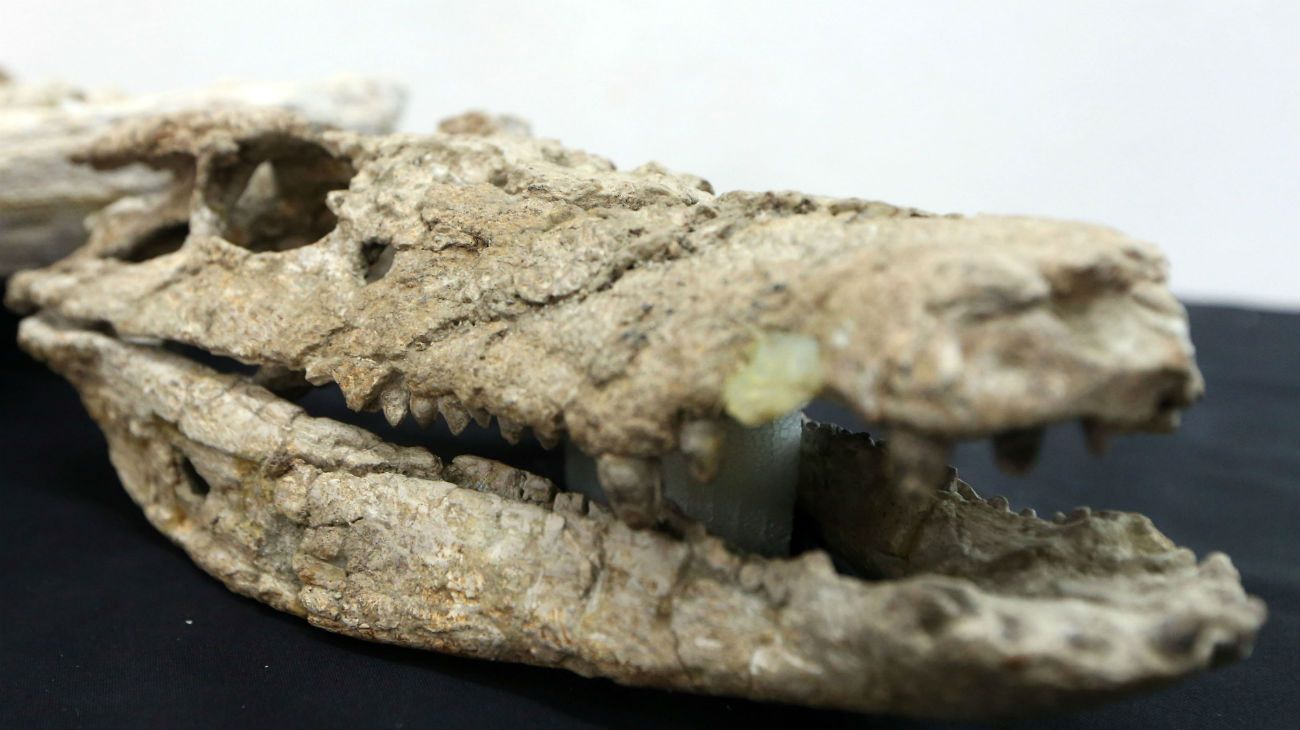 Encontraron los restos de un cocodrilo que vivió hace 70 millones de años en la Patagonia