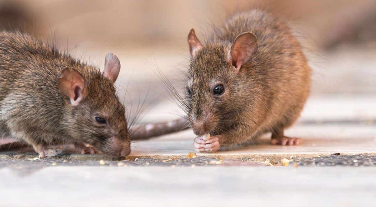 Hantavirus: el Gobierno habla de "control" pero los casos se extienden