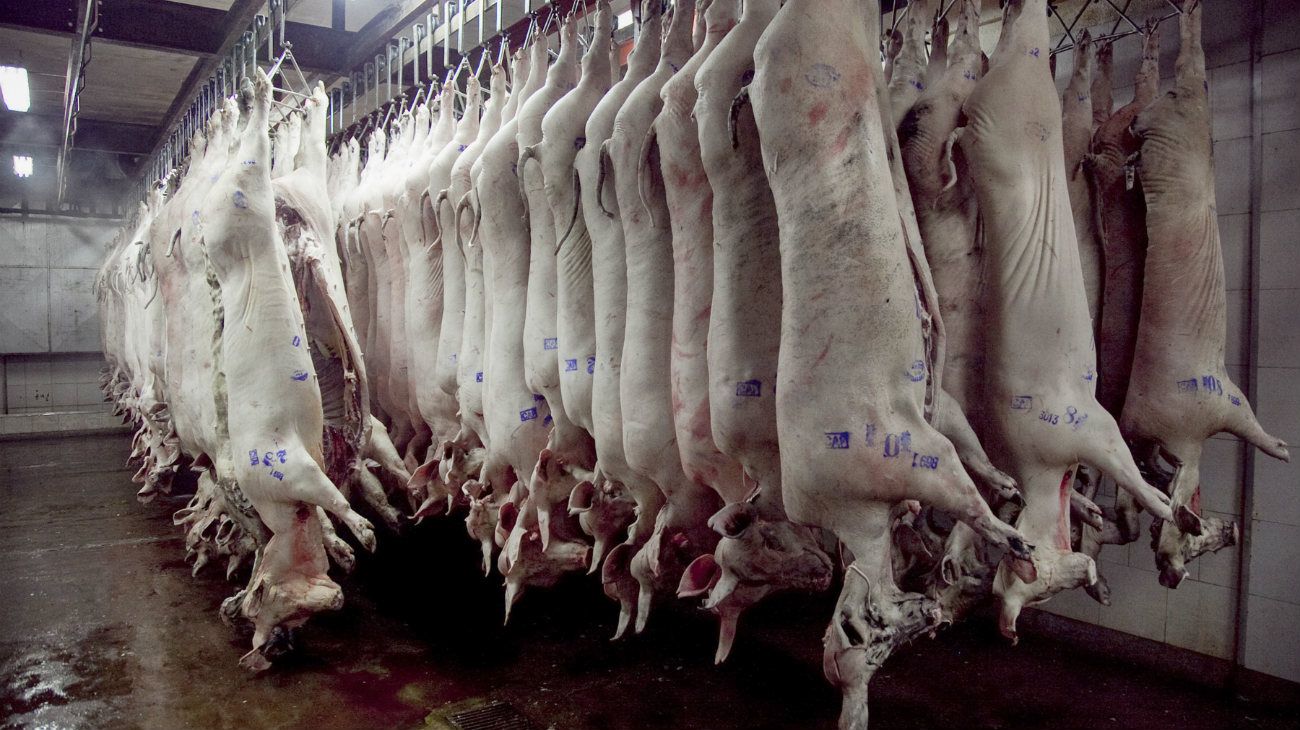 Cadena porcina: nuevas medidas para combatir la evasión en el sector