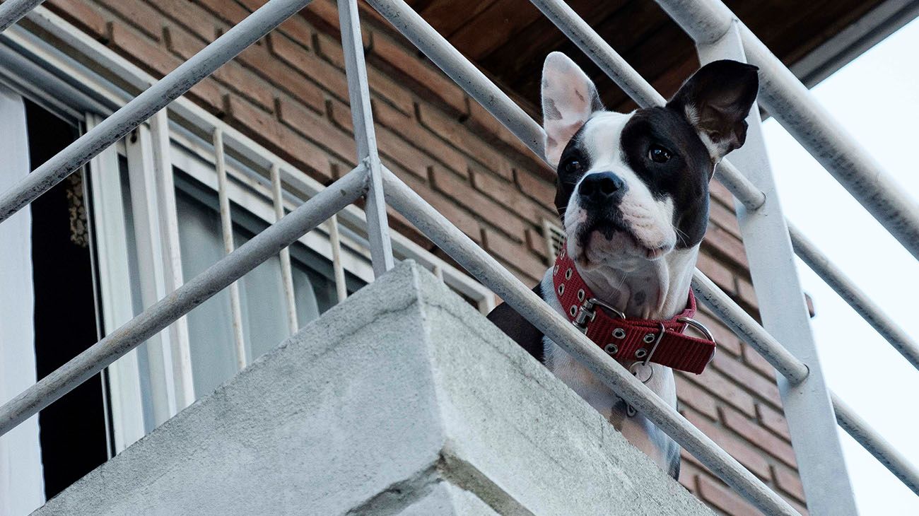 En tiempo de cuarentena, los únicos beneficiados son los perros