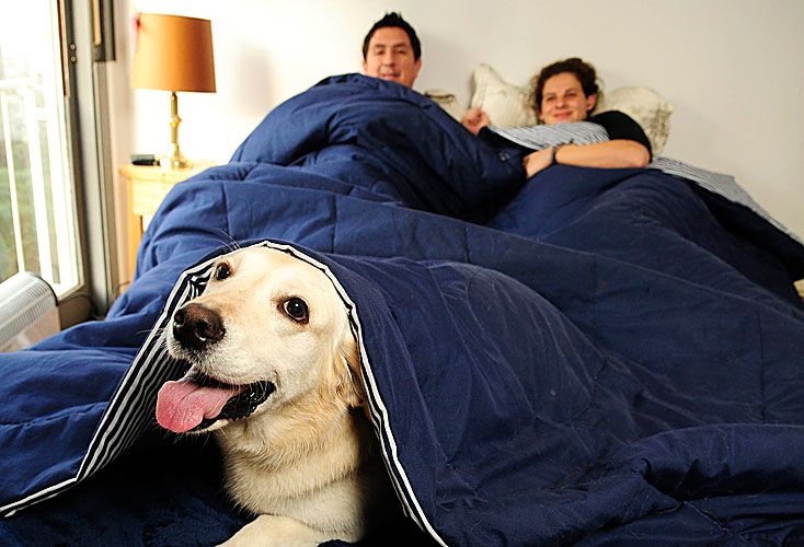 Parejas, solos o familias con hijos eligen el colecho canino