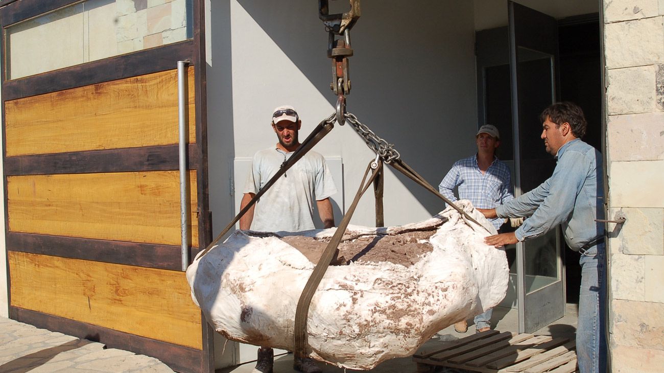 Hallan en Neuquén restos de una nueva especie de dinosaurio