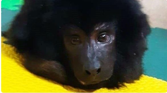 Coco, el mono carayá que encontraron en el placard de una casa de Belgrano y que llegó a Change
