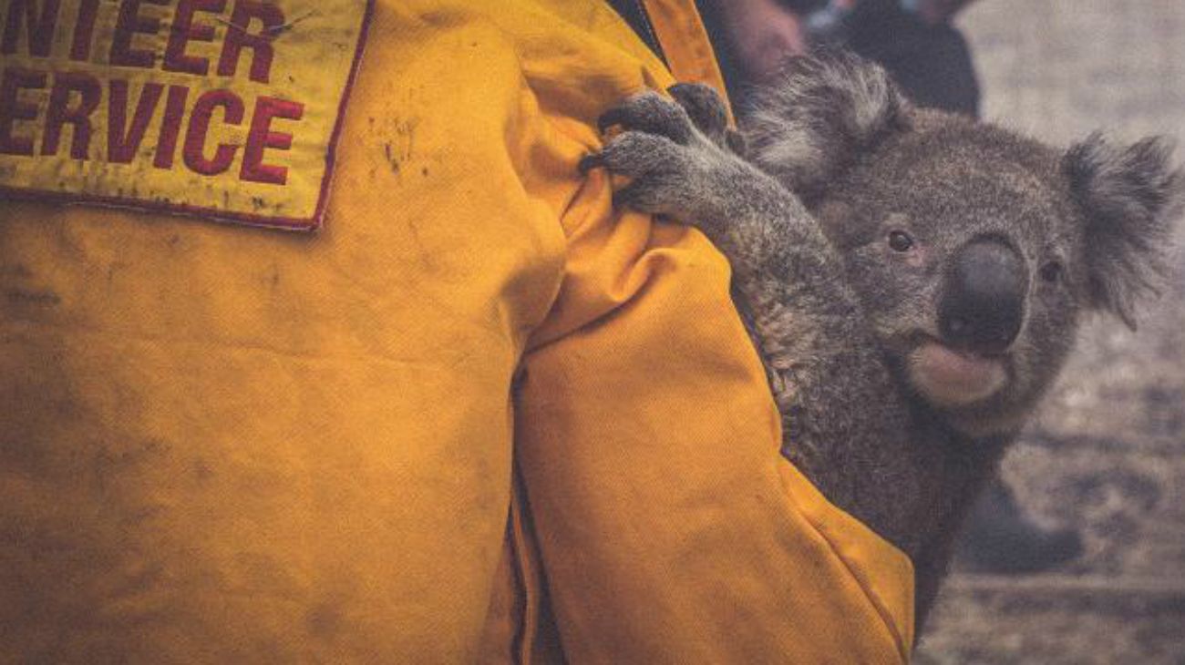 El dramático y heroico rescate de un koala en los incendios de Australia