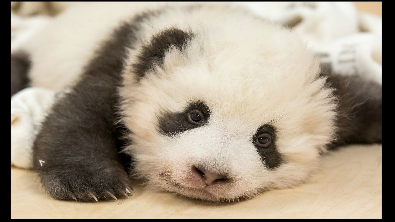 El ataque de hipo del oso panda bebé no lo deja dormir la siesta