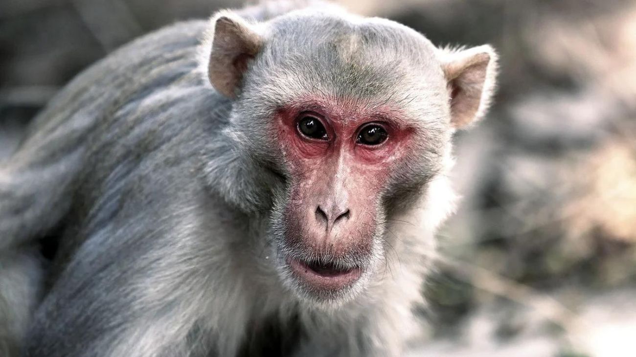 Viruela del mono: denuncian ataques contra primates y la OMS aclaró que "se transmite entre humanos"