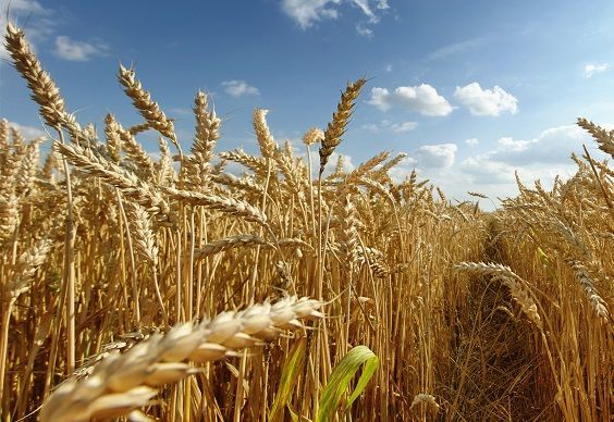 Ingresarían a la Argentina más de 26.000 millones de dólares por exportaciones agroindustriales