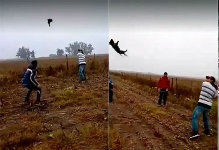 El "asesino de perros" genera indignación y temor en Córdoba