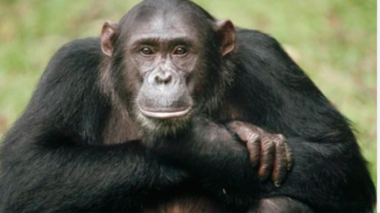 Estudio revela que los chimpancés tienen círculos de amigos como los humanos