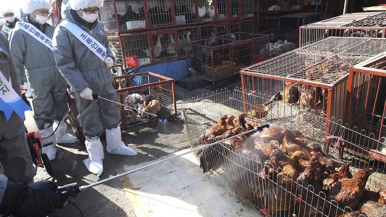 Tráfico y consumo de animales podrían llevar a la humanidad al borde de una nueva pandemia