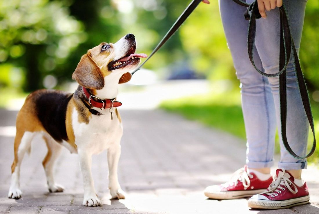 La Universidad de Buenos Aires y una novedad: enseña cómo ser paseador de perros profesional