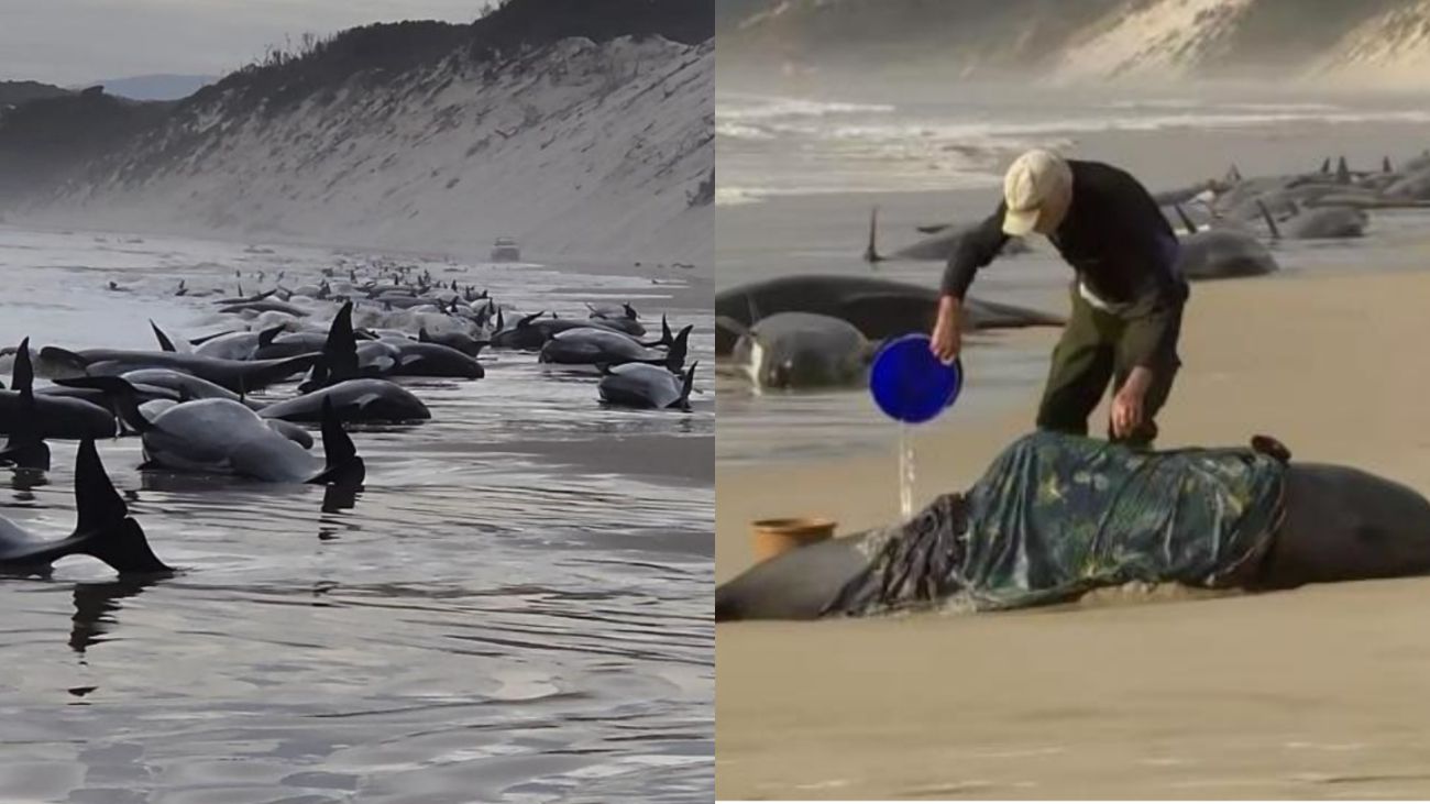 Horror en Australia: aparecen casi 200 ballenas muertas al quedar varadas en una playa