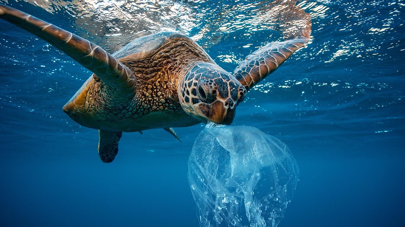 Las tortugas marinas ya creen que el plástico es parte de su dieta