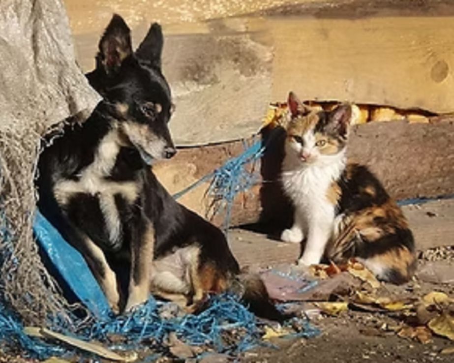 Día Internacional de los Animales Callejeros: ¿como ayudar a combatir esta triste realidad?