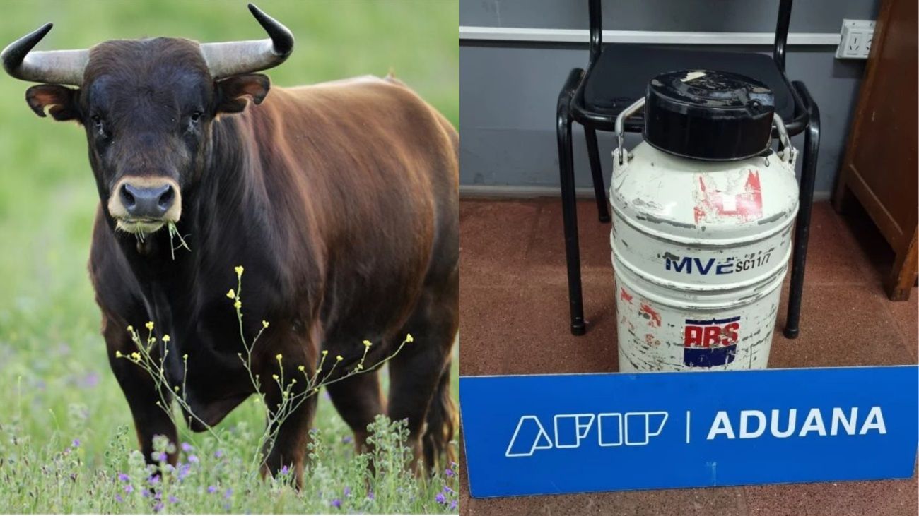 La Aduana secuestró un recipiente con semen de toro con un valor millonario