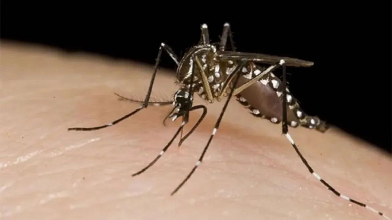 Liberaron mosquitos machos estériles para la lucha contra el dengue