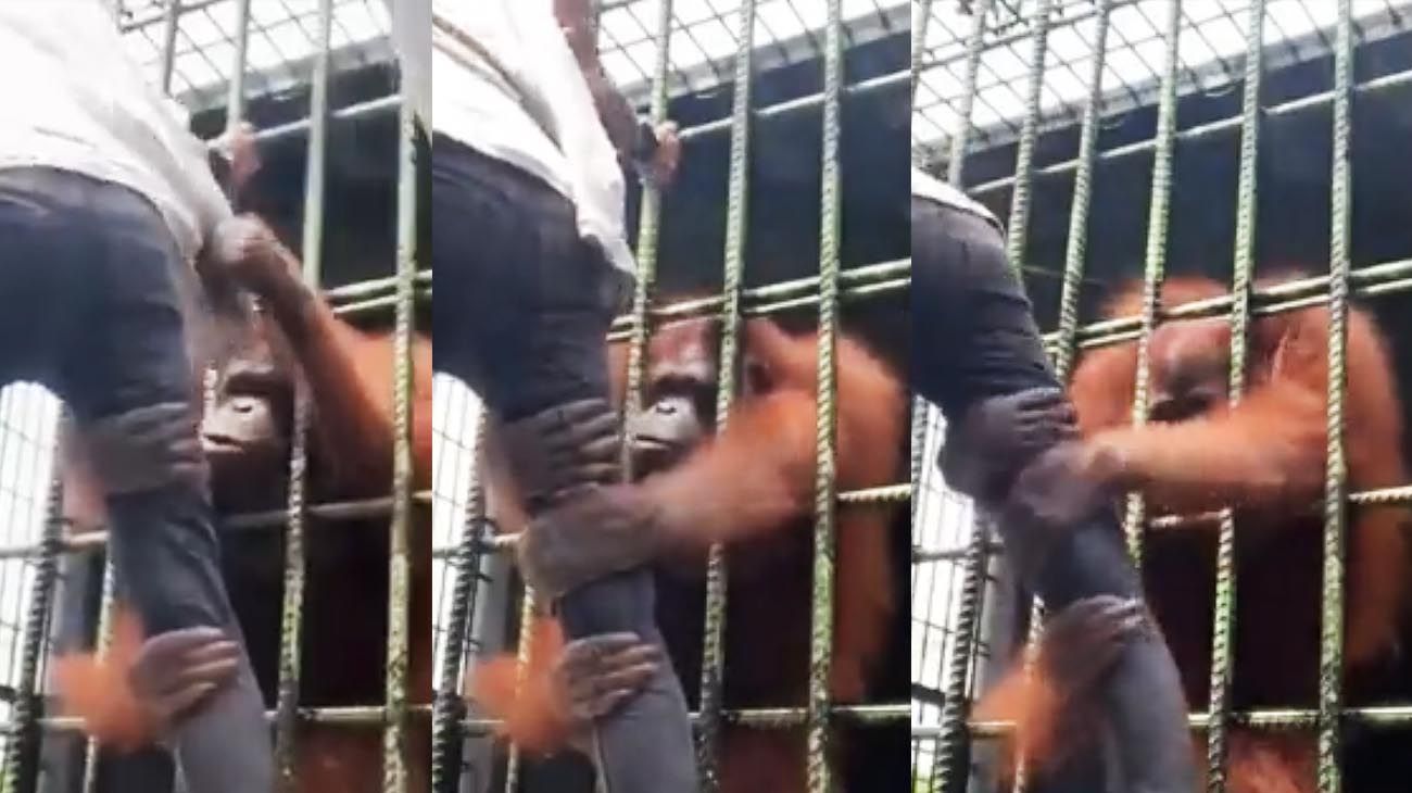 Miedo en el zoo: molestó a un orangután y casi le arranca la pierna